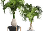 Гиофорба – бутылочная пальма