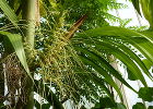Арека – бетелевая пальма