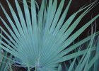 Брахея вооруженная – мексиканская голубая пальма