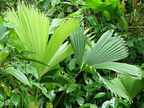 Карлюдовика пальмовидная: выращивание, размножение