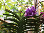 Орхидея ванда: уход в домашних условиях