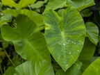 Колоказия, или таро – растение для оранжерей