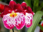 Мильтония – «орхидея анютины глазки»