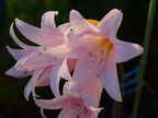 Амариллис белладонна – лучезарная красота