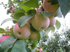 Формирование кроны молодых яблонь