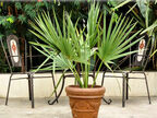 Сабаль – капустная пальма