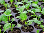 3 варианта выращивания рассады капусты