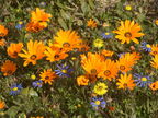 Намакваленд - самая цветущая на планете земля