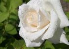Достоинства и недостатки чайно-гибридных роз