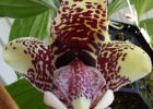 Стангопея, или «орхидея-бык»