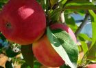 О рейтинге свердловских сортов яблони в Московском регионе