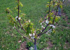 Выращивание яблони на карликовом подвое