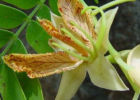 Цветок тамаринда