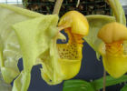 Изумительная орхидея 