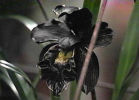 Черные орхидеи