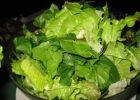 Готовим салат из дикорастущих растений правильно