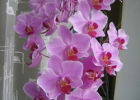 Орхидея обильного цветения