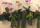 Спутники орхидей. Насекомоядные растения. Непентесы