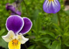 Viola tricolor 