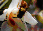 Орхидеи обманывают шершней пчелиным запахом