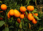Кумкват - секреты успеха "золотого апельсина"