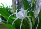 Волшебный цветок - гименокаллис