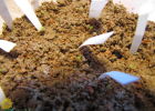 Литопсы из семян - симпатичные крошки