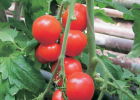 Выращивание томатов на приусадебном участке
