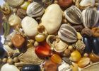 О сортовых и посевных качествах семян