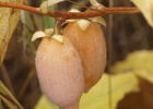 Уход за плодоносящими лианами актинидий