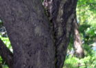 Бархат амурский, или амурское пробковое дерево
