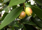 Сизигиум ямбоз - малабарская слива, или розовое яблоко