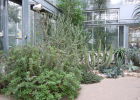 Оранжерея Ботанического сада Карлова университета в Праге