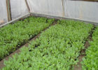 Посев капусты белокочанной и уход за рассадой