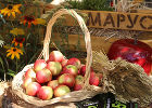 Полезные свойства яблок и яблокотерапия