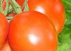 Выращивание томатов на двух и более корнях