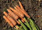 Секреты правильной уборки урожая моркови