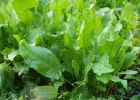 Щавель кислый: популярные сорта и приемы агротехники