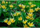 Ботанические тюльпаны для вашего сада