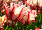 Попугайные тюльпаны: великолепие живого произведения искусства