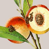 Персиковая плодожорка