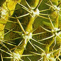 Паутинный клещ на кактусах