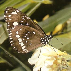 Олеандровая бабочка
