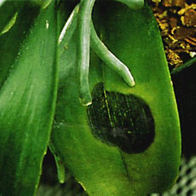 Мягкая бактериальная гниль орхидей