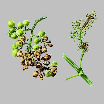 Гроздевая листовертка (Lobesia botrana)