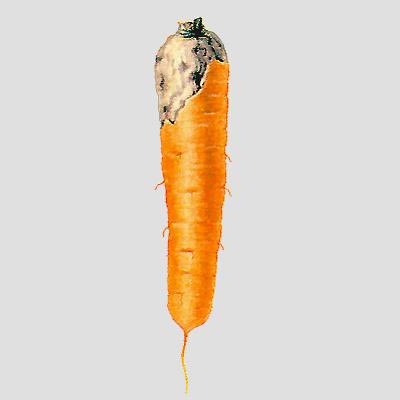 Мокрая гниль моркови