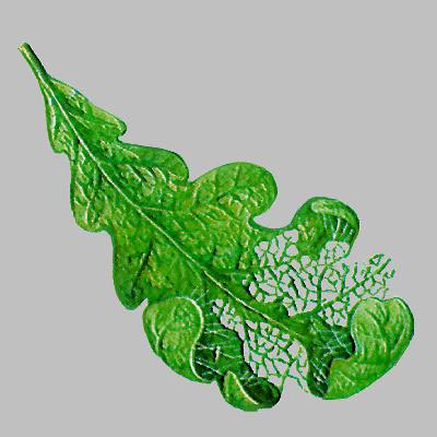 Зеленая дубовая листовертка
