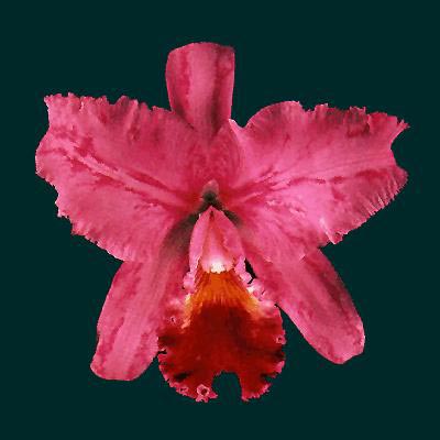 Пестролепестность орхидей