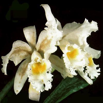 Вирусный некроз цветков орхидей
