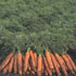 Кормовая  морковь